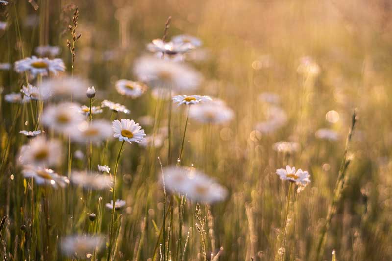 How does acupuncture help in preventing and combating hay fever?