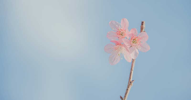 Acupuncture for Hay Fever